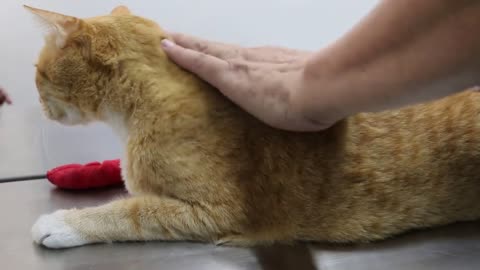 Learn how to inject insulin to a diabetic cat