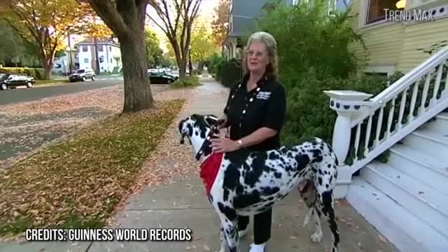 THE BIGGEST DOGS In The World