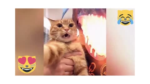 Best funny Cat videos