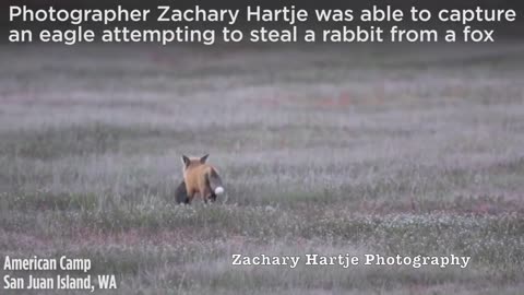 Amazing video shows eagle battling fox for rabbit in mid-air