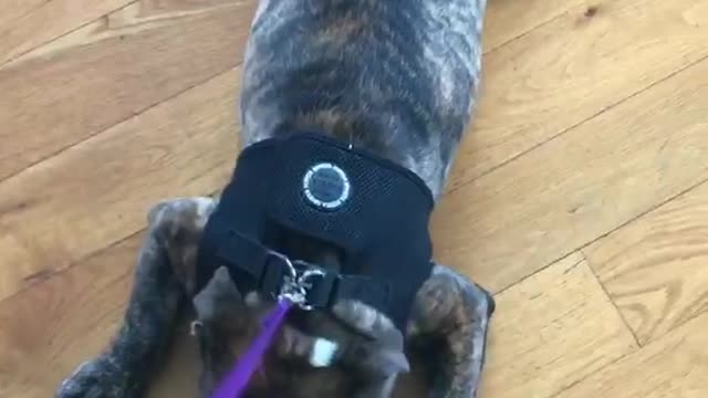 Bulldog refuses to walk, lays splayed on wood floor