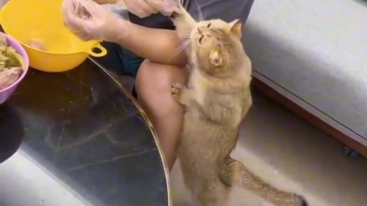 Rolling in Laughter: Cats and Dog's Funniest Antics Revealed