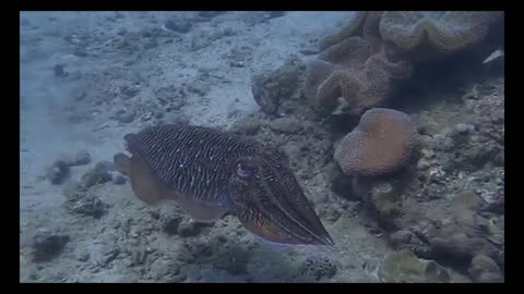 Relaxing cuttlefish video