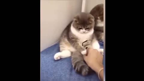 Cute Cats Best Funny Cat Videos