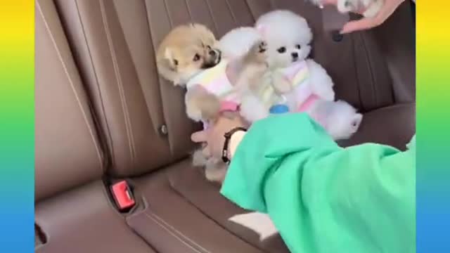 🐕Cute and Funny Dogs Videos Compilation