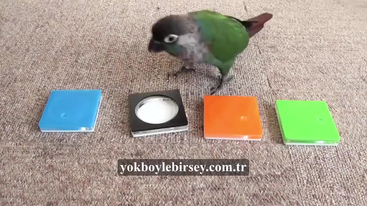 Parrot surprised all people in the world