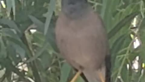 Amazing Indian myna bird talking and singing