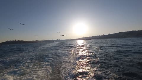 Beautiful view of birds at sunset and the sea