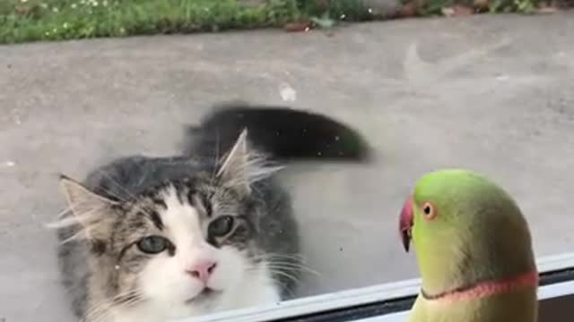 Parrot Plays Peek a Boo with Neighbors Cat