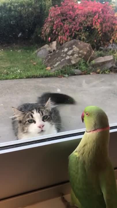 Parrot Plays Peek a Boo with Neighbors Cat