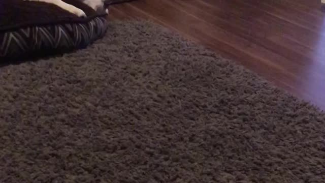 Kitten trying to play with staffie