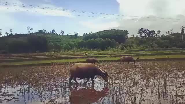 Hôm nay em chăn trâu phần 1