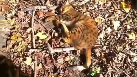 Bengal cats