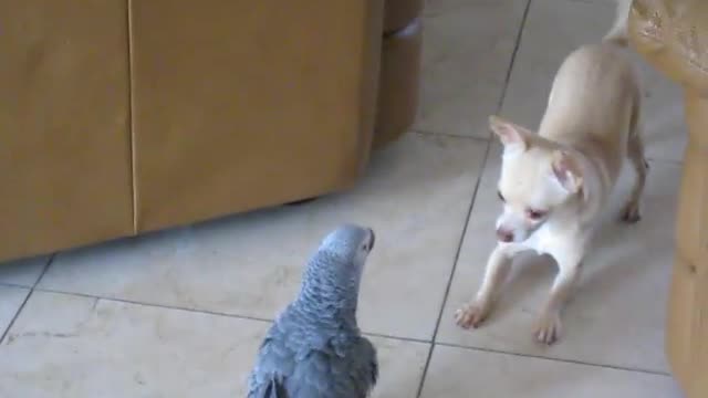 African Gray vs Chihuahua🤪🤪