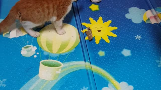 A bag of sweets and a cat match