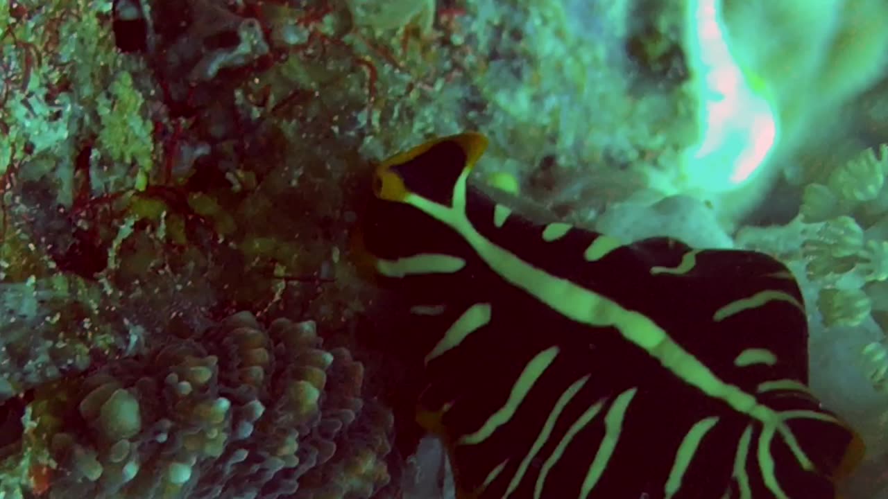 NO SOUND - Tiger flatworm