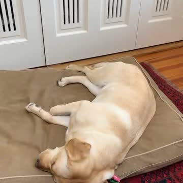 play break featuring lotsa you just gotta puppy extra