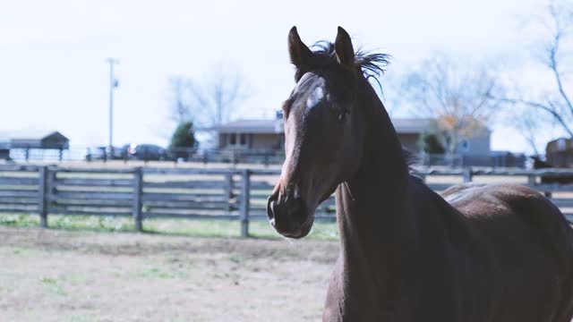 mind relax view beautiful horse lovature