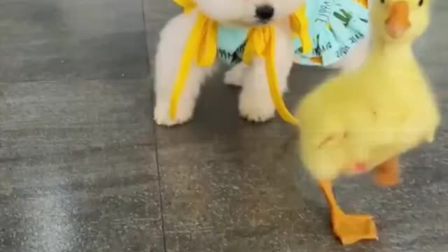 Dogs learn to walk like ducks