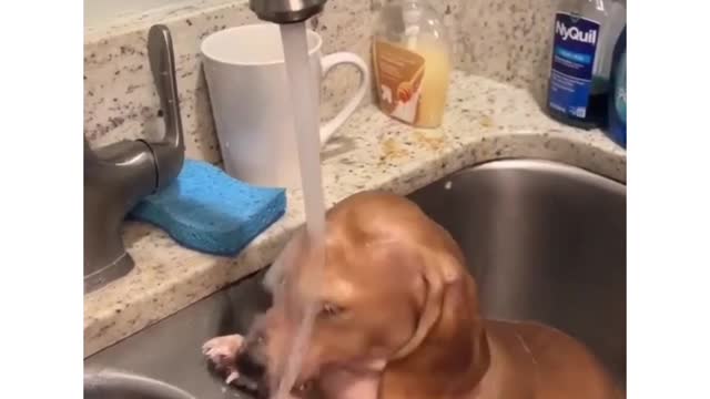 Cute dog bathing in a sink #shorts #cutedog #bathing