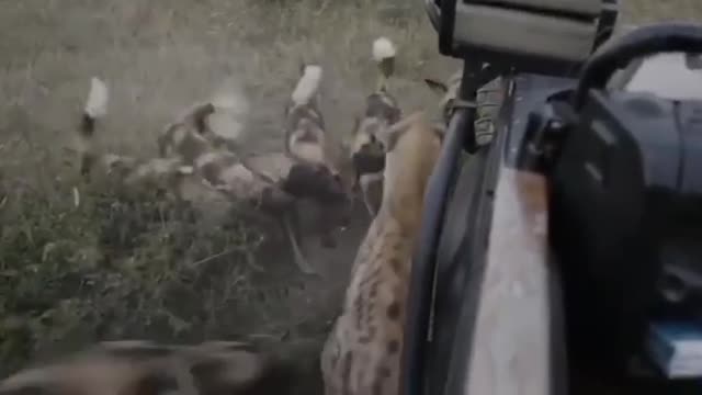 The hyena is fighting off a pack of hyena dogs.