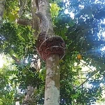 A Reticulated Python