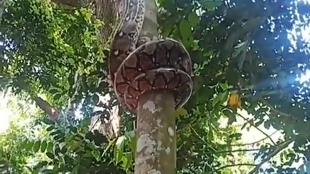 A Reticulated Python