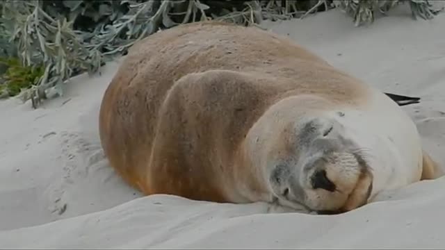 sea seal #shorts #incredibleworld #animallover #usa #saveanimals #animals #viral #seaanimals