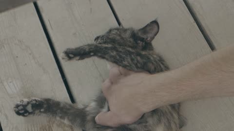 Funny cat massage 💆‍♀️ videos 😂😂😂