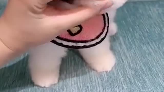 Cute puppyMini Pomeranian