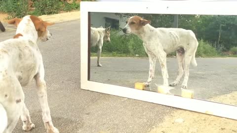 The dog reaction in mirror