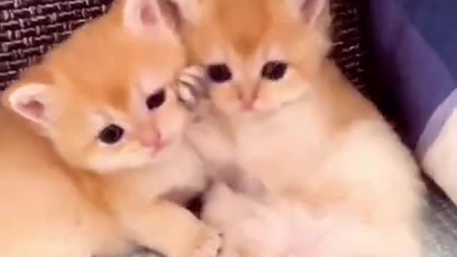 Adorable Kittens Playing with each other!