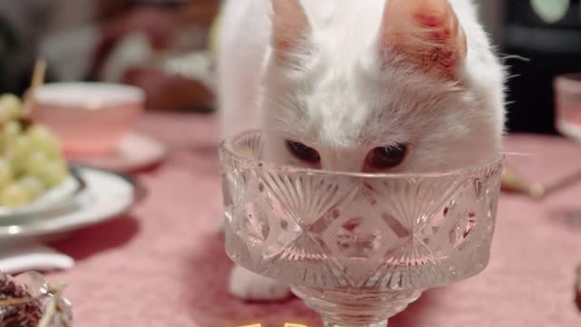 funny cat drinking#funny animals