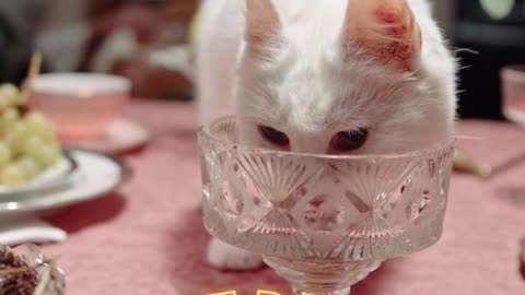 funny cat drinking#funny animals