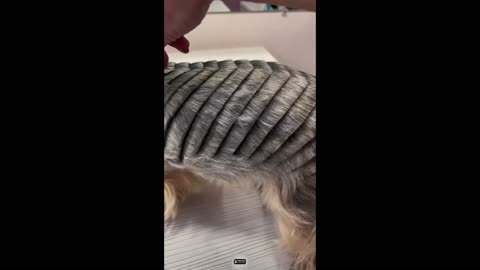Funny Animal Videos: Funniest Cats & Dogs – Can't Stop Laughing Part 4