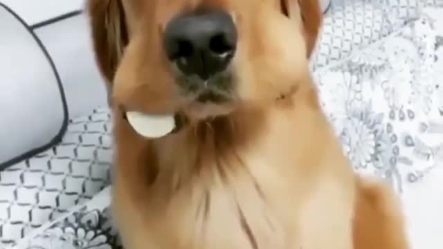 Best Funny Animal Videos 2022 😺 Funny Dog Videos 2022 😁 Funniest Dog Videos 😁😇