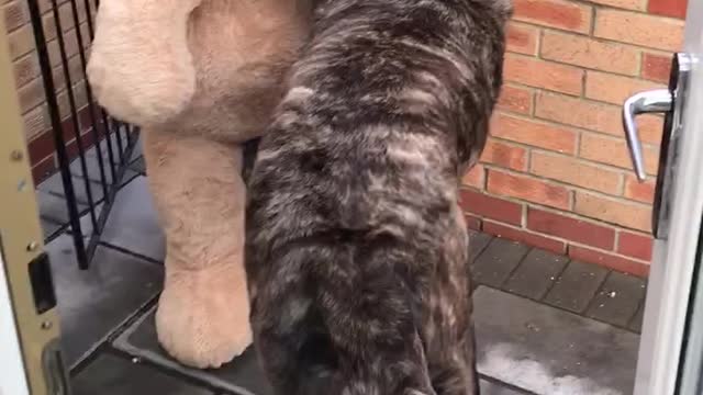 Dog Gets Giant Teddy Bear