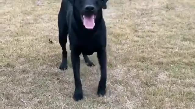 Doggo Does a Happy Dance for Fetch