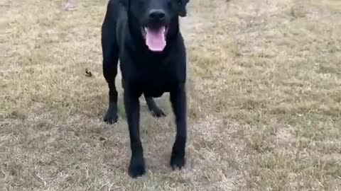 Doggo Does a Happy Dance for Fetch
