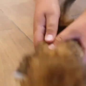 Baby Cats - Cute and Funny Cat Videos #cat#tiktok#shorts