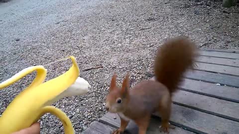 Hungry Squirrel Eating Banana