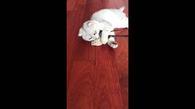 Kitten play
