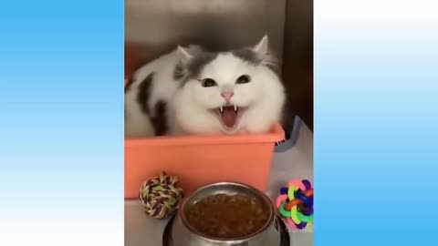 Funny cat video. 🐈