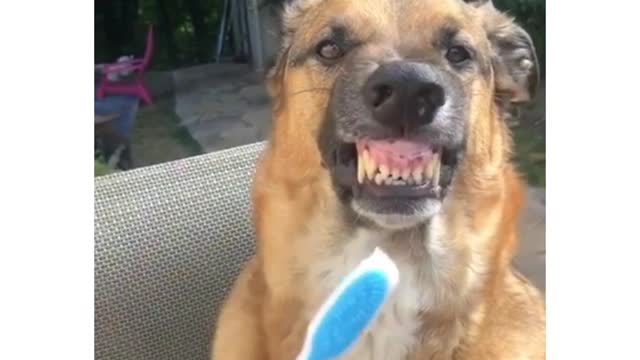 DOG SHOWING TEETH 🐕🤣🙈🤣SO FUNNY/TRY NOT TO LAUGH 🤣🙈