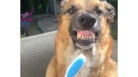 DOG SHOWING TEETH 🐕🤣🙈🤣SO FUNNY/TRY NOT TO LAUGH 🤣🙈