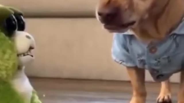 Cute and Funny Cats with Dogs Having Fun Video Compilation #01