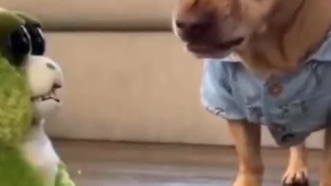 Cute and Funny Cats with Dogs Having Fun Video Compilation #01