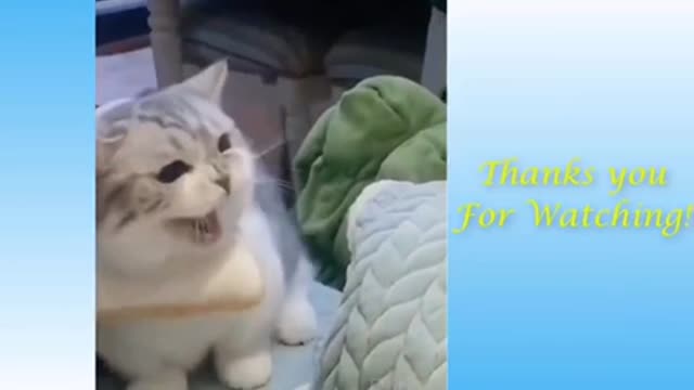 Best funy cat videos