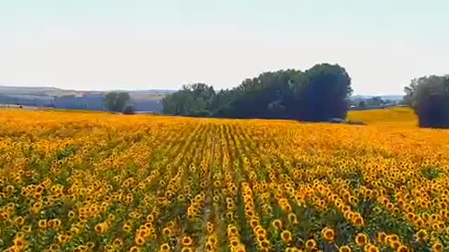 Even if the sun stays for a second. The sunflower will smile and bloom