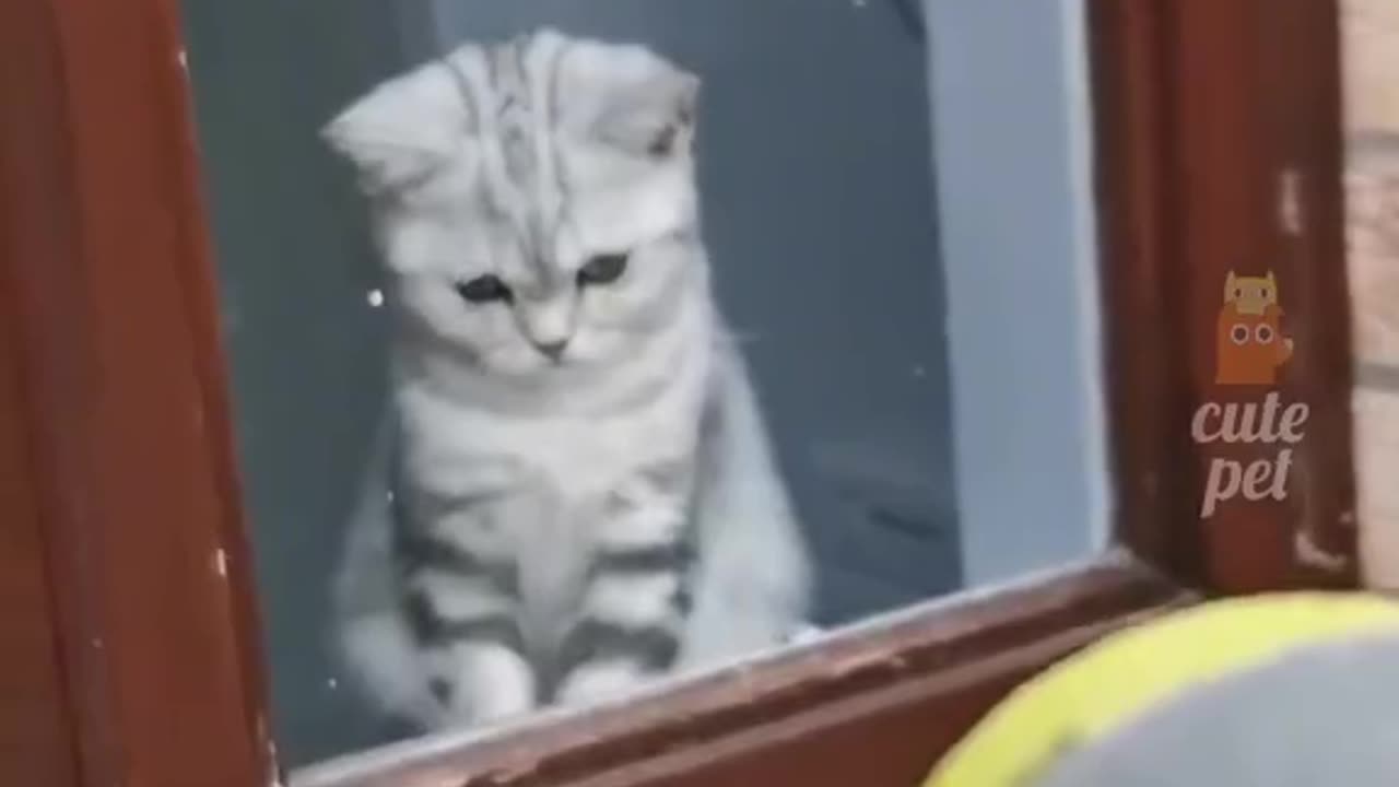 Funny animal videos and loud laugh 😂 Happy life